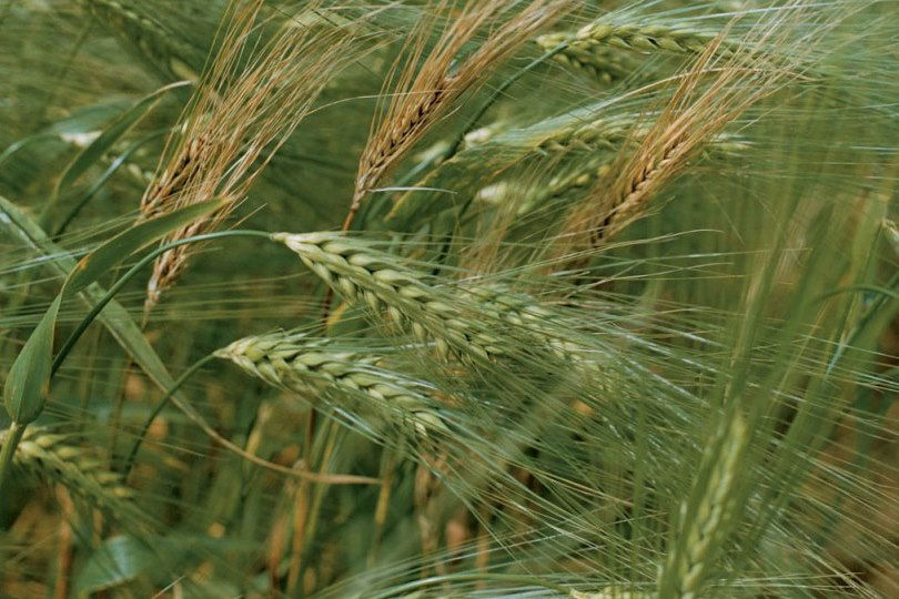 Covered Smut - Barley